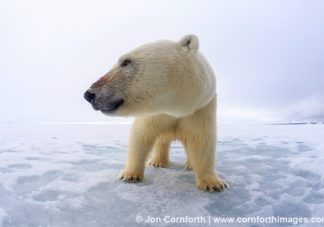 Brennevinsfjorden Polar Bear 10