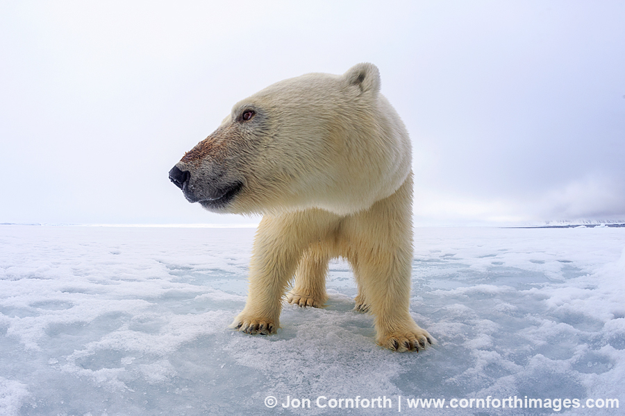 Brennevinsfjorden Polar Bear 10