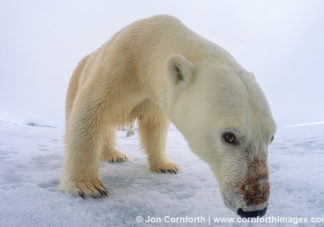 Brennevinsfjorden Polar Bear 11