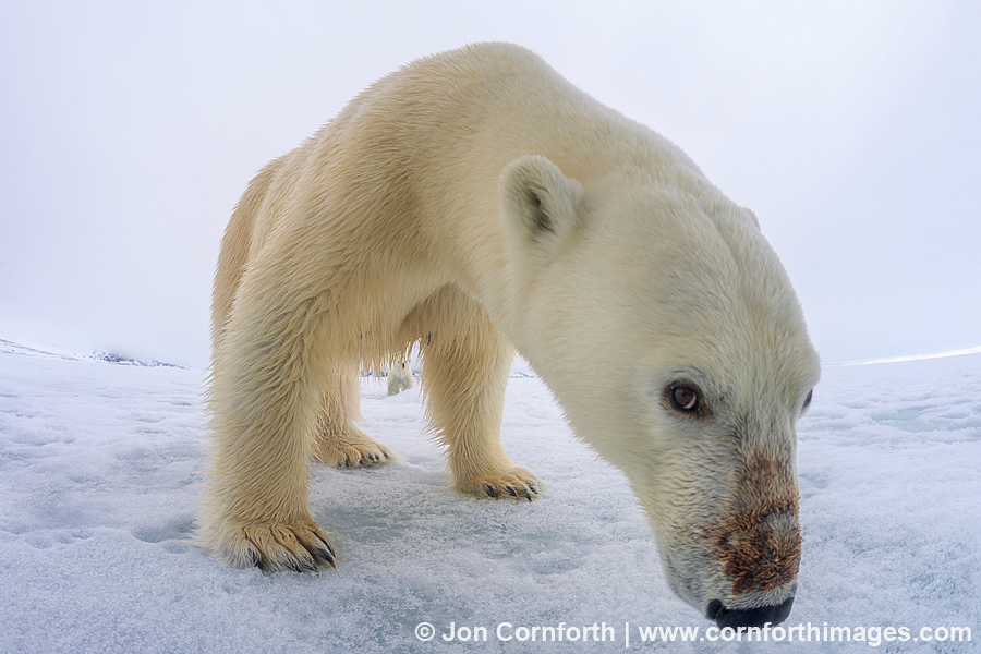 Brennevinsfjorden Polar Bear 11