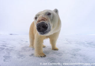 Brennevinsfjorden Polar Bear 12