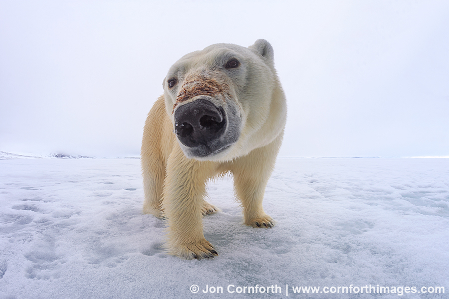 Brennevinsfjorden Polar Bear 12