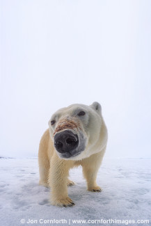 Brennevinsfjorden Polar Bear 12(vertical)