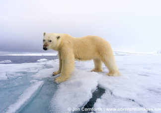 Brennevinsfjorden Polar Bear 13