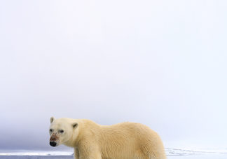 Brennevinsfjorden Polar Bear 13(vertical)