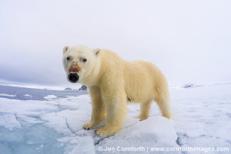 Brennevinsfjorden Polar Bear 14