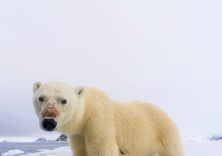 Brennevinsfjorden Polar Bear 14(vertical)