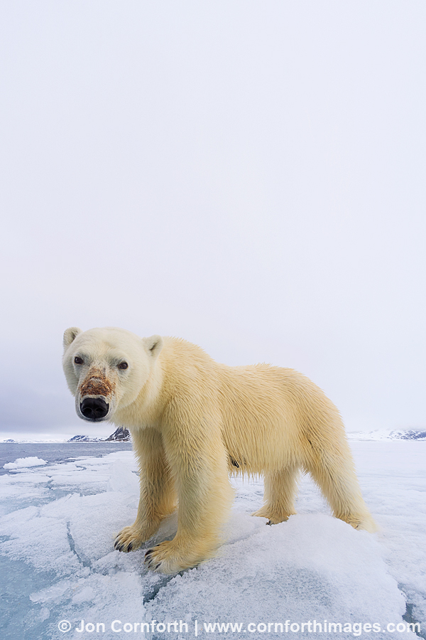 Brennevinsfjorden Polar Bear 14(vertical)