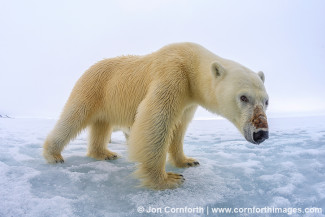 Brennevinsfjorden Polar Bear 15