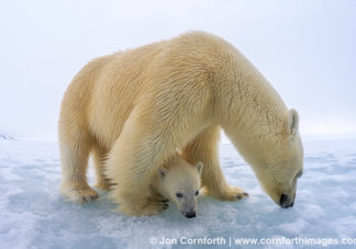 Brennevinsfjorden Polar Bear 16