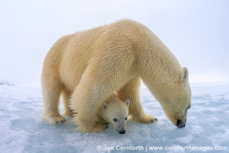 Brennevinsfjorden Polar Bear 16