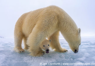 Brennevinsfjorden Polar Bear 17
