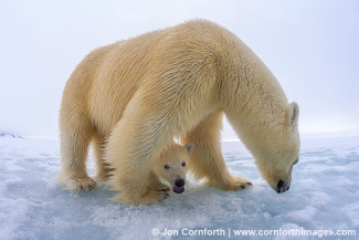 Brennevinsfjorden Polar Bear 17