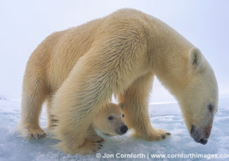 Brennevinsfjorden Polar Bear 19