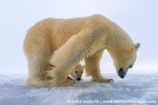 Brennevinsfjorden Polar Bear 21