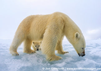 Brennevinsfjorden Polar Bear 22