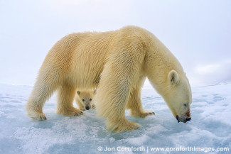Brennevinsfjorden Polar Bear 22