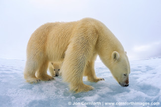 Brennevinsfjorden Polar Bear 23