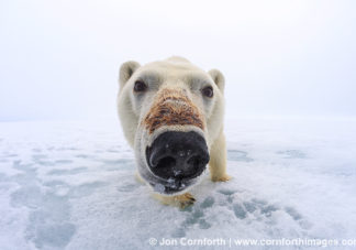 Brennevinsfjorden Polar Bear 3