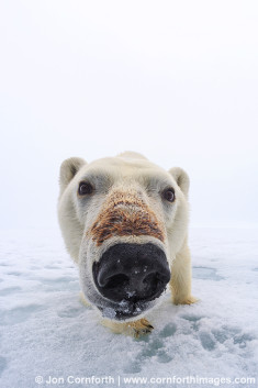 Brennevinsfjorden Polar Bear 3(vertical)