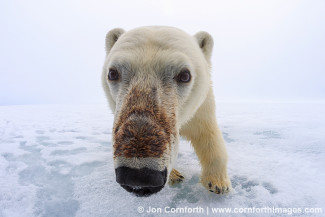 Brennevinsfjorden Polar Bear 4