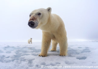 Brennevinsfjorden Polar Bear 6