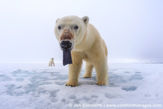 Brennevinsfjorden Polar Bear 7