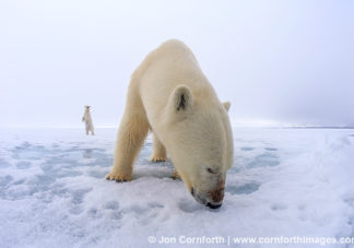 Brennevinsfjorden Polar Bear 8