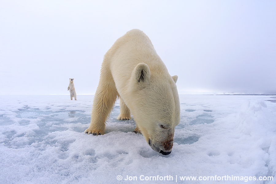 Brennevinsfjorden Polar Bear 8