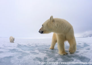 Brennevinsfjorden Polar Bear 9