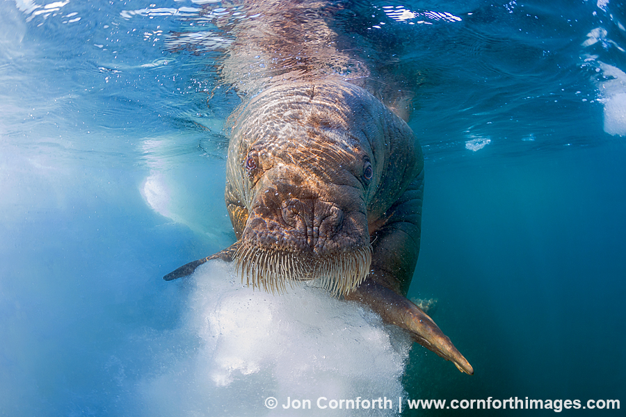 Lagoya Underwater Walrus 1