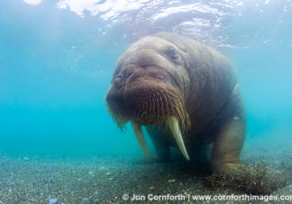 Poolepynten Underwater Walrus 3