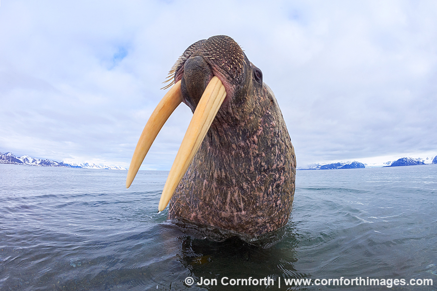 Poolepynten Walrus 1