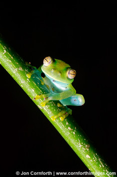 Granular Glass Frog 6