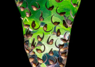 Granular Glass Frog Tadpoles 2