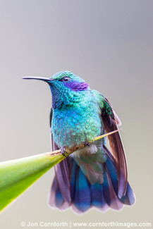 Green Violetear Hummingbird 3
