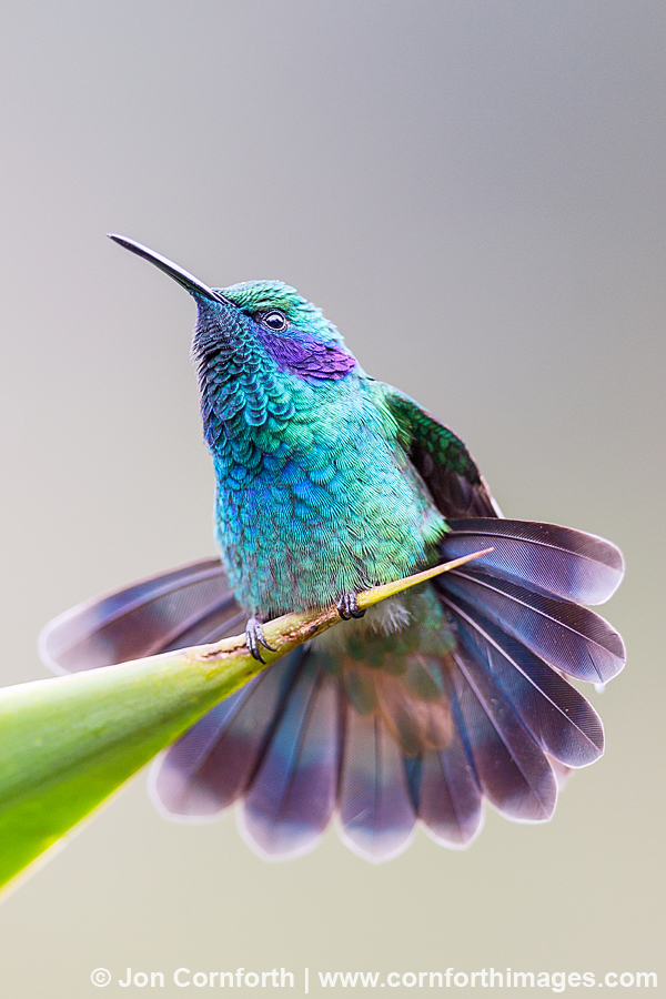 Green Violetear Hummingbird 4