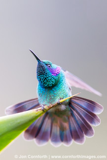 Green Violetear Hummingbird 5