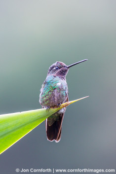 Magnificent Hummingbird 1