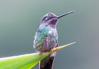 Magnificent Hummingbird 1