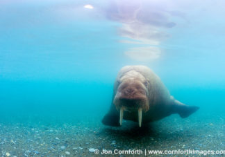 Poolepynten Underwater Walrus 1