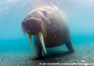 Poolepynten Underwater Walrus 2
