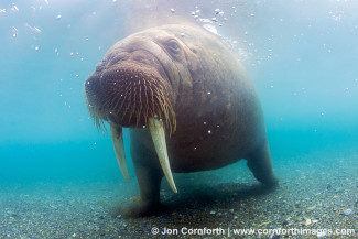 Poolepynten Underwater Walrus 2