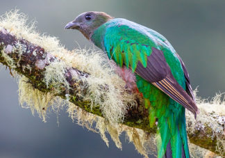 Resplendent Quetzal Female 10