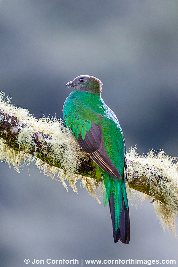 Quetzal Bird Female Quetzal Bird Female