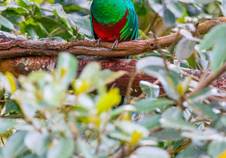 Resplendent Quetzal Male 10