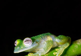 Speckled Glass Frog 10