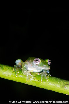 Speckled Glass Frog 5