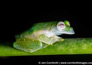 Speckled Glass Frog 8