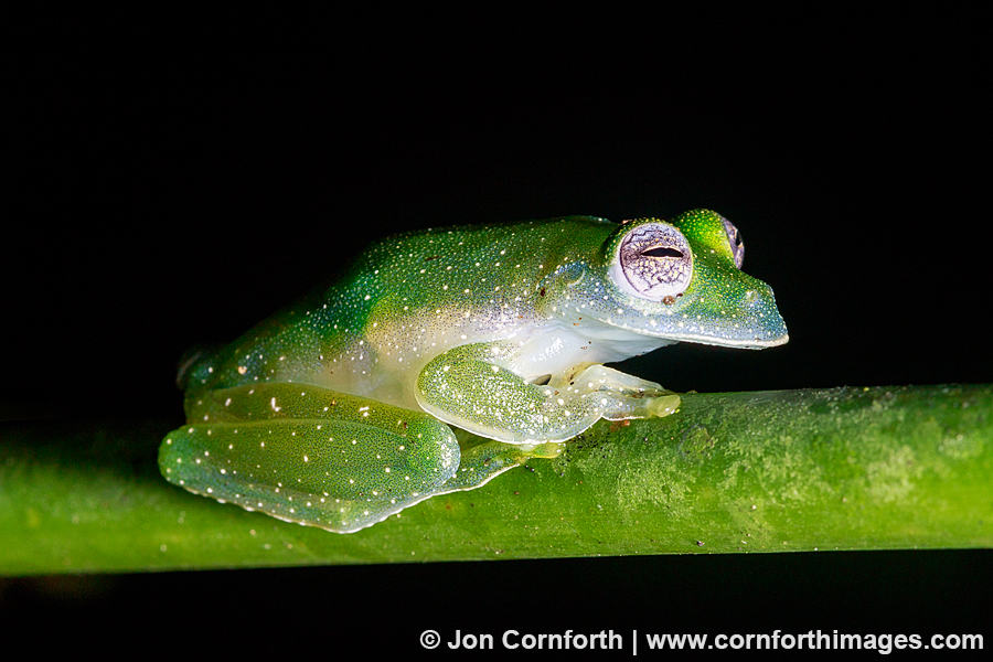 Speckled Glass Frog 8